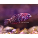 Macropharyngodon ornatus (Hamis leopárd ajakoshal)