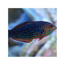 Macropharyngodon ornatus (Leopárd ajakoshal)
