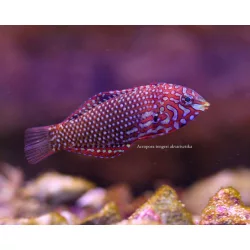 Macropharyngodon ornatus (Hamis leopárd ajakoshal)