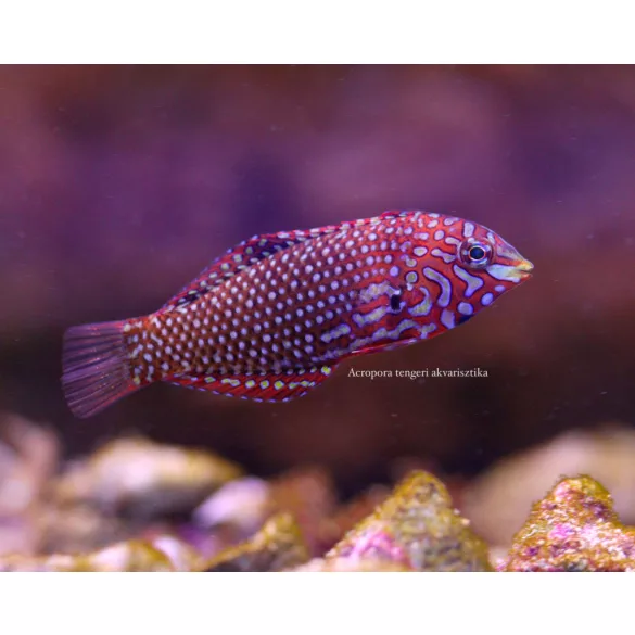 Macropharyngodon ornatus (Hamis leopárd ajakoshal)