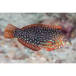 Macropharyngodon ornatus (Hamis leopárd ajakoshal)