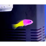 Pictichromis paccagnellae (Király / Royal dottyback sügér)