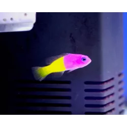   Pictichromis paccagnellae (Király / Royal dottyback sügér)