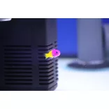 Pictichromis paccagnellae (Király / Royal dottyback sügér)