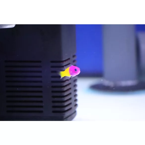 Pictichromis paccagnellae (Király / Royal dottyback sügér)