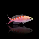 Pseudanthias flavoguttatus (Sárgafoltos anthias)