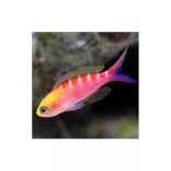 Pseudanthias flavoguttatus (Sárgafoltos anthias)