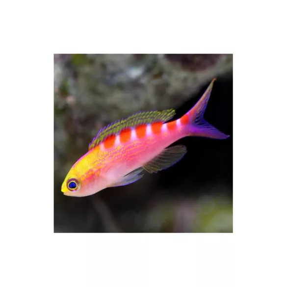 Pseudanthias flavoguttatus (Sárgafoltos anthias)