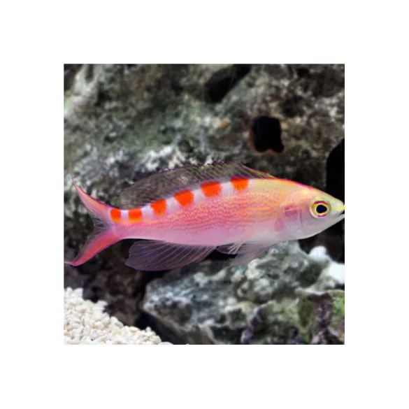 Pseudanthias flavoguttatus (Sárgafoltos anthias)