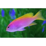 Pseudanthias bimaculatus (Kétfoltos anthias)