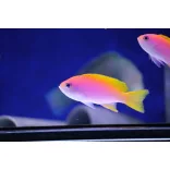 Pseudanthias bimaculatus (Kétfoltos anthias)