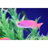 Pseudanthias bimaculatus (Kétfoltos anthias)