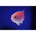 Pseudanthias bimaculatus (Kétfoltos anthias)