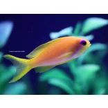 Pseudanthias squamipinnis (Lyrafarkú anthias) (L)