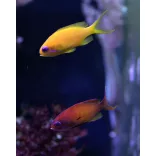 Pseudanthias squamipinnis (Lyrafarkú anthias) (L)