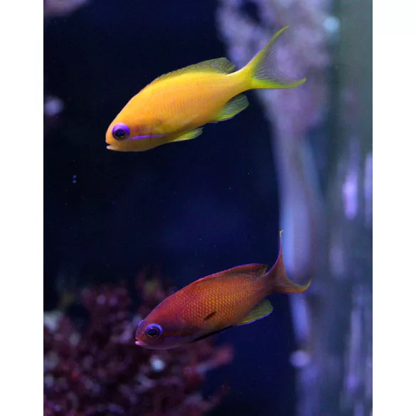 Pseudanthias squamipinnis (Lyrafarkú anthias) (L)