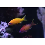 Pseudanthias squamipinnis (Lyrafarkú anthias) (L)