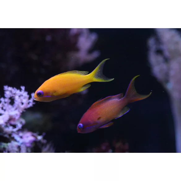 Pseudanthias squamipinnis (Lyrafarkú anthias) (L)