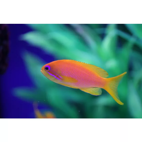 Pseudanthias squamipinnis (Lyrafarkú anthias) (L)