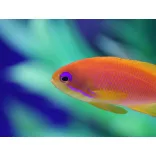 Pseudanthias squamipinnis (Lyrafarkú anthias) (L)