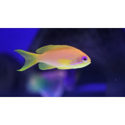 Pseudanthias squamipinnis (Lyrafarkú anthias) (M)