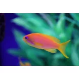 Pseudanthias squamipinnis (Lyrafarkú anthias) (M)