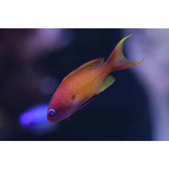 Pseudanthias squamipinnis (Lyrafarkú anthias) (M)