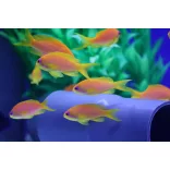 Pseudanthias squamipinnis (Lyrafarkú anthias) (M)