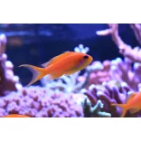 Pseudanthias squamipinnis (Lyrafarkú anthias) (M)