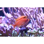 Pseudanthias squamipinnis (Lyrafarkú anthias) (M)