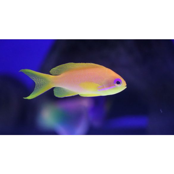 Pseudanthias squamipinnis (Lyrafarkú anthias) (S)