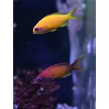 Pseudanthias squamipinnis (Lyrafarkú anthias) (S)