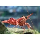 Rhynchocinetes durbanensis (Táncoló garnéla)