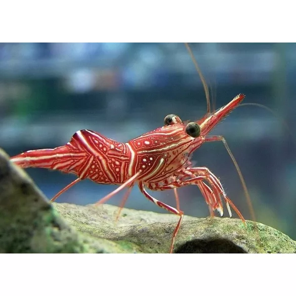 Rhynchocinetes durbanensis (Táncoló garnéla)