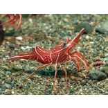 Rhynchocinetes durbanensis (Táncoló garnéla)