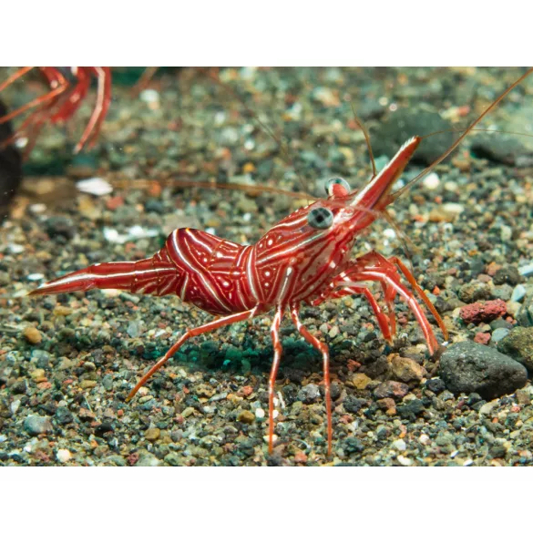 Rhynchocinetes durbanensis (Táncoló garnéla)