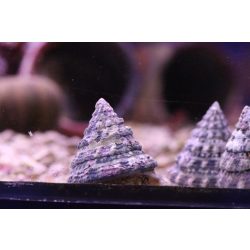 Tectus fenestratus (Algaevő csiga)