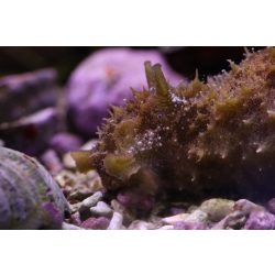  Dolabella auricularia L (tengeri nyúl)