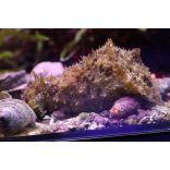  Dolabella auricularia (Tengeri nyúl / Bali szörny)