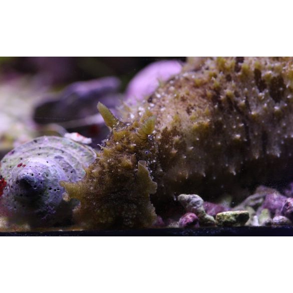  Dolabella auricularia (Tengeri nyúl / Bali szörny)