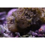  Dolabella auricularia (Tengeri nyúl / Bali szörny)