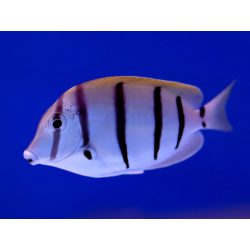 Acanthurus triostegus (Fegyenc doktorhal)