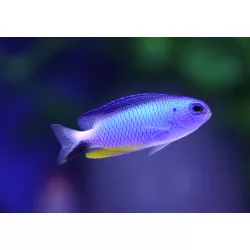 Pomacentrus alleni (Világító kék / Adaman korallsügér)