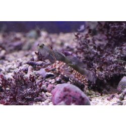 Alpheus bellulus (Tigris pisztolyrák) - szimbionta