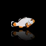 Amphiprion percula picasso A1 (bohóchal)
