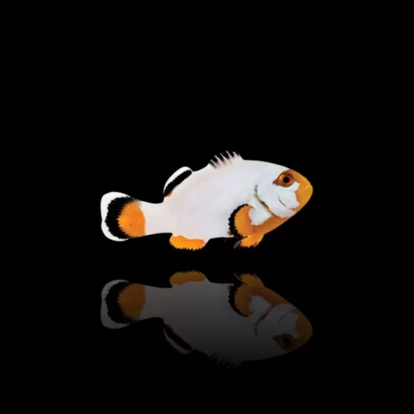 Amphiprion percula picasso A1 (bohóchal)