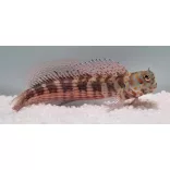 Blenniella chrysospilos (Pöttyös nyálkáshal)