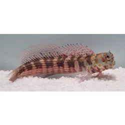 Blenniella chrysospilos (Pöttyös nyálkáshal)