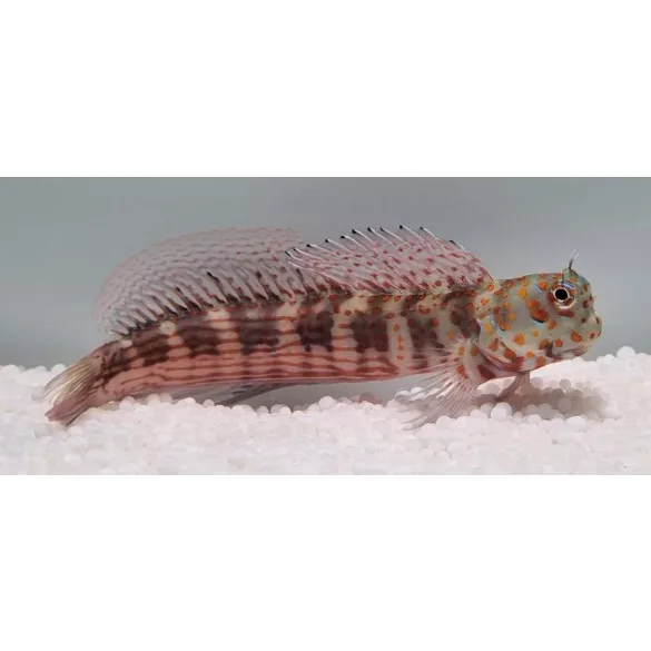 Blenniella chrysospilos (Pöttyös nyálkáshal)