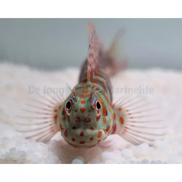 Blenniella chrysospilos (Pöttyös nyálkáshal)